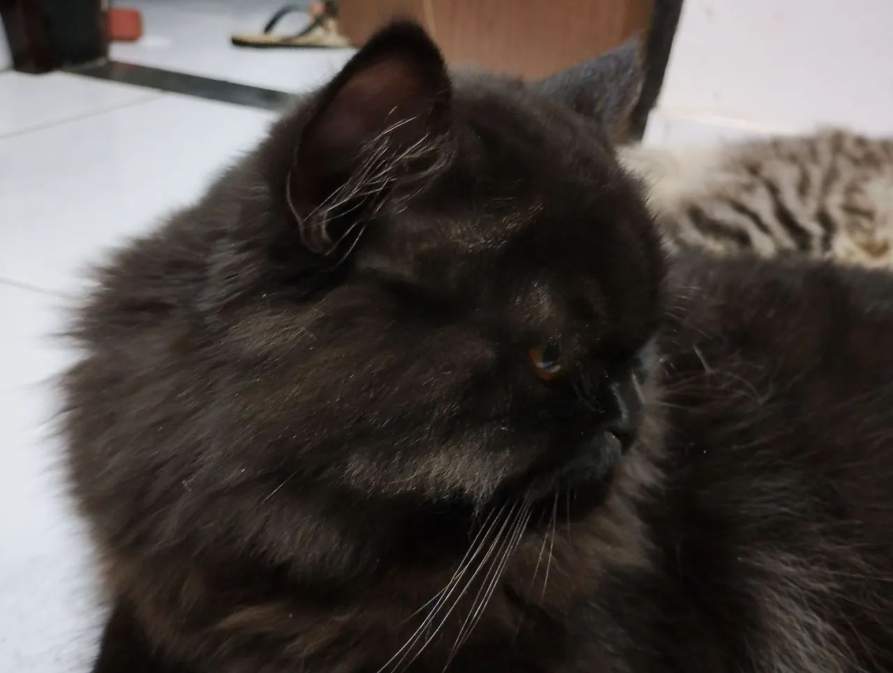 Gatos persa - Foto 5