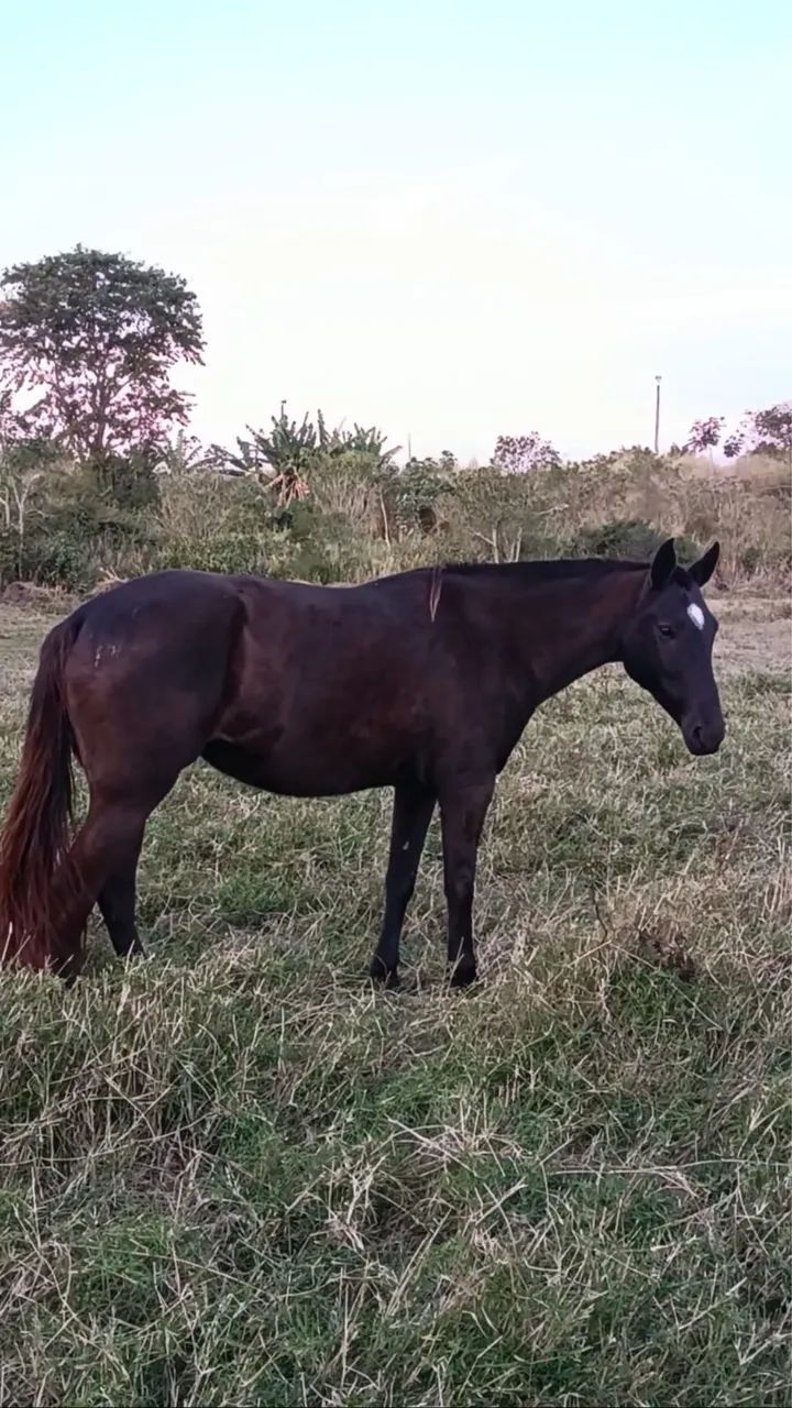 Égua preta !