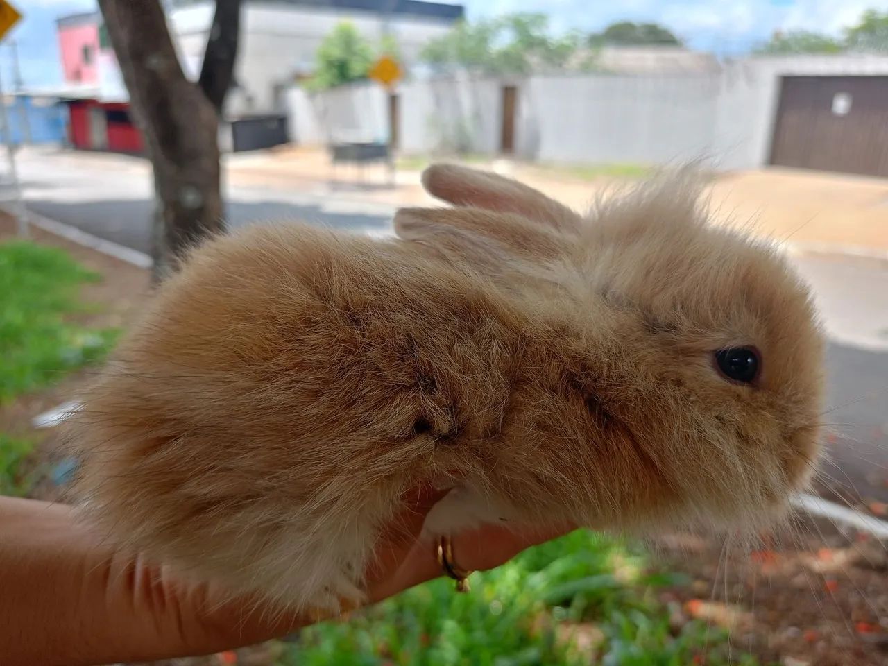 Coelha Lion filhote - Foto 6