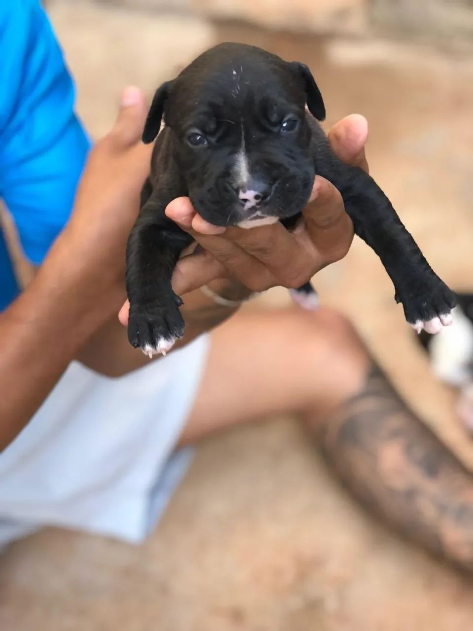 Filhotes de Pitbull - Foto 4