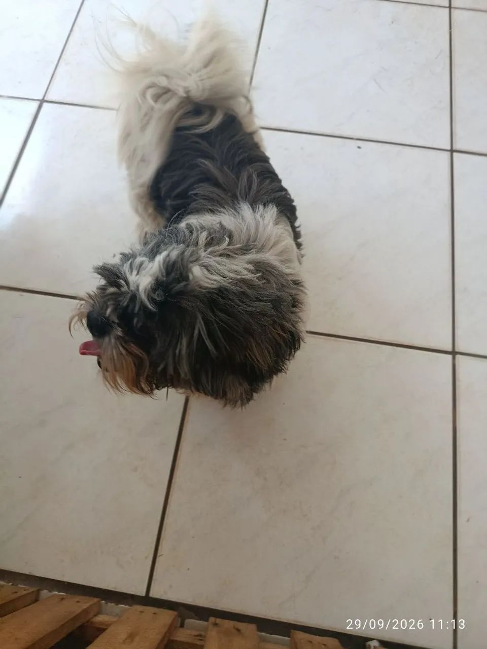 Shitzu  - Foto 2