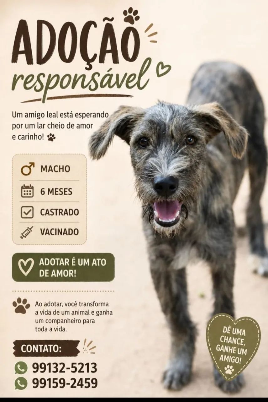 Adoção responsável  - Foto 2
