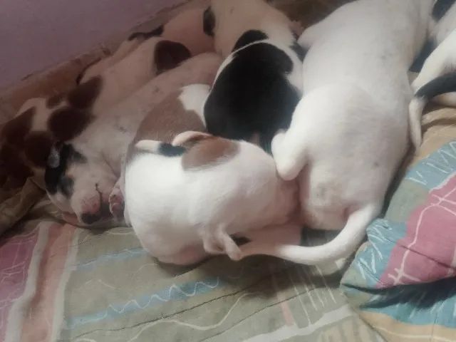 Filhos Pitbull  - Foto 3