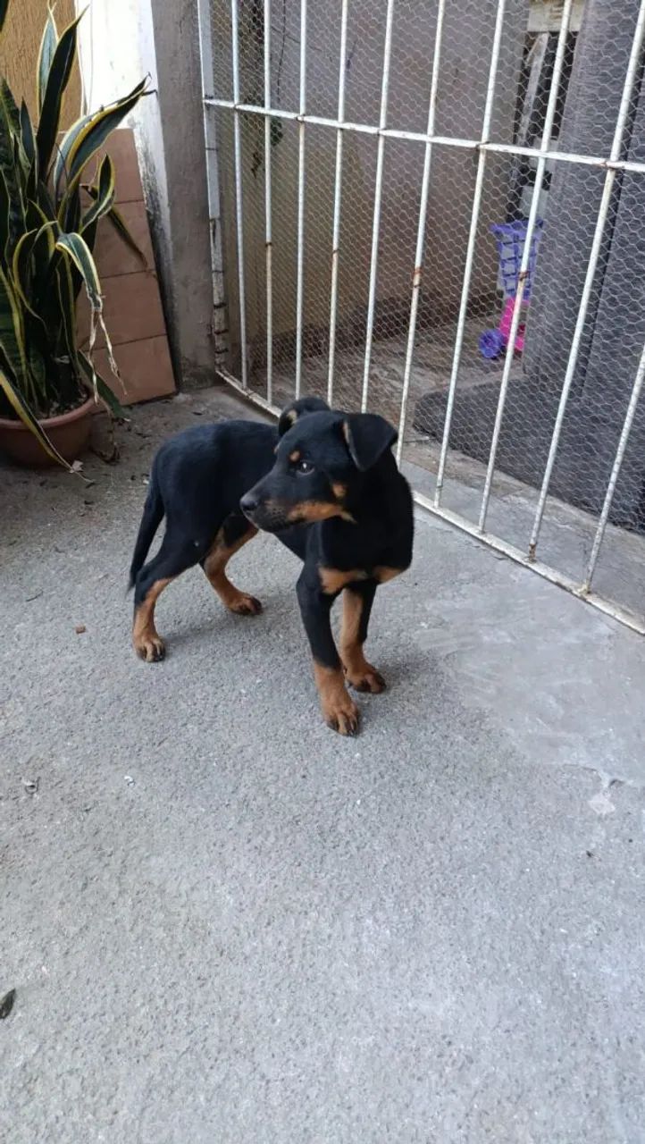 Filhote de rottweiler Americano  - Foto 5