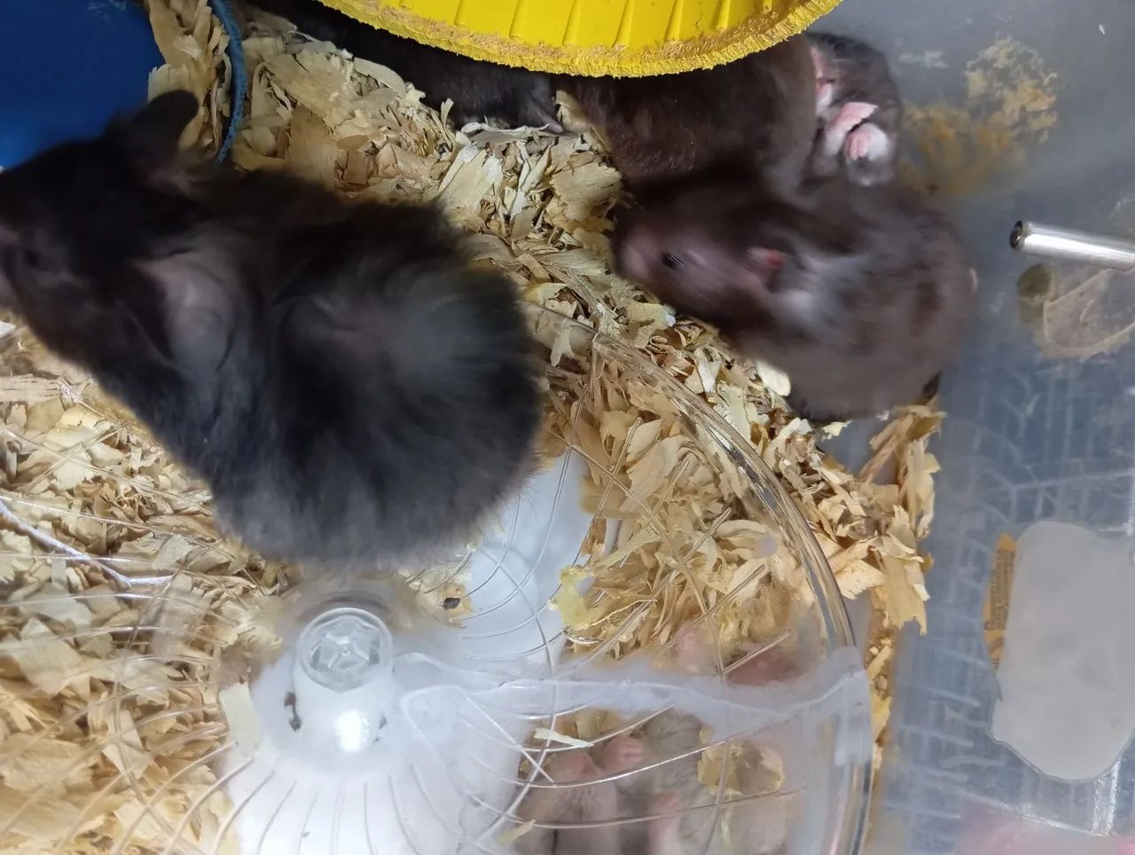 Hamster  - Foto 3