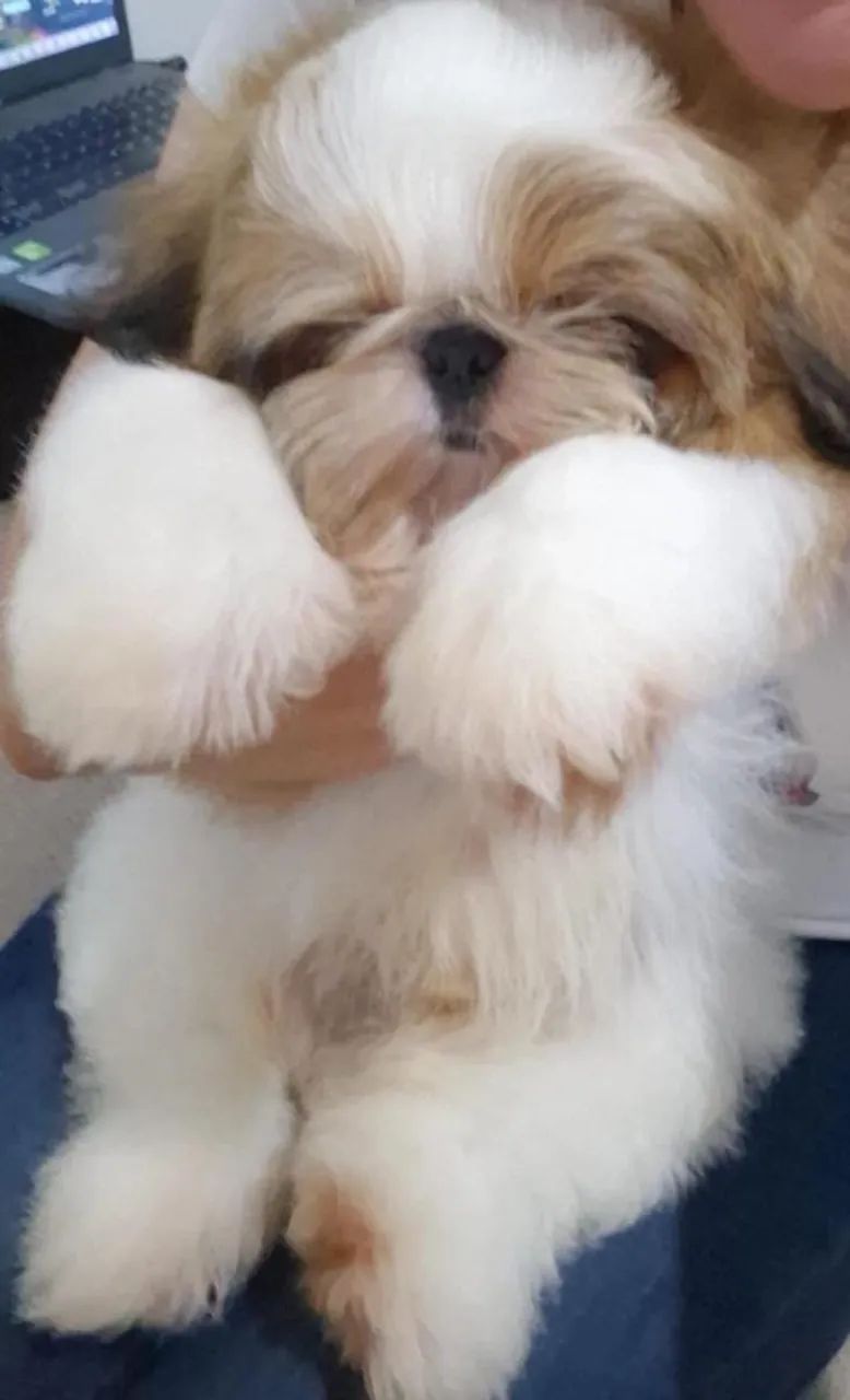 Shitzu macho