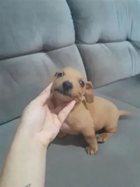 lindos e pequenos  - Foto 4