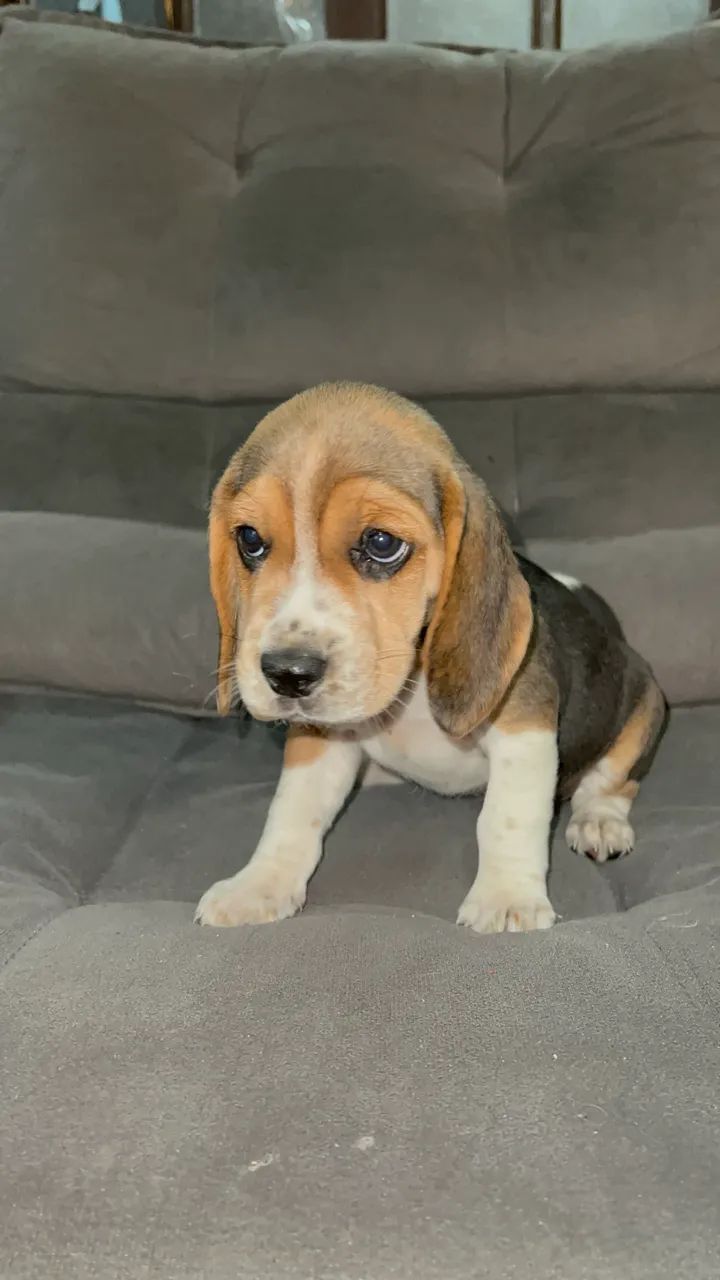 Beagle 13 polegadas uma fofura tricolor 