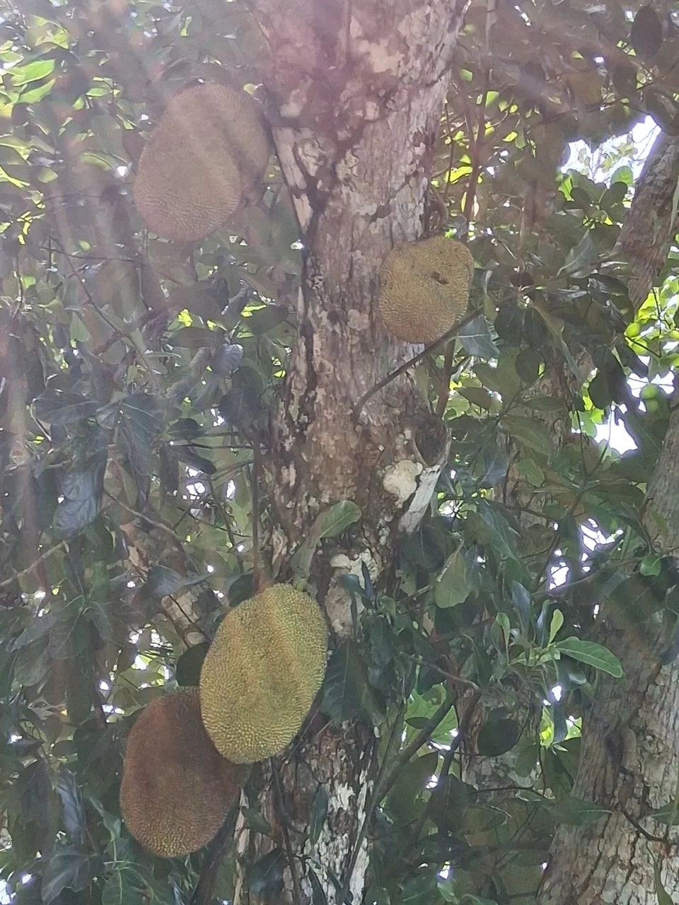 Linda chácara na viçosa  - Foto 5