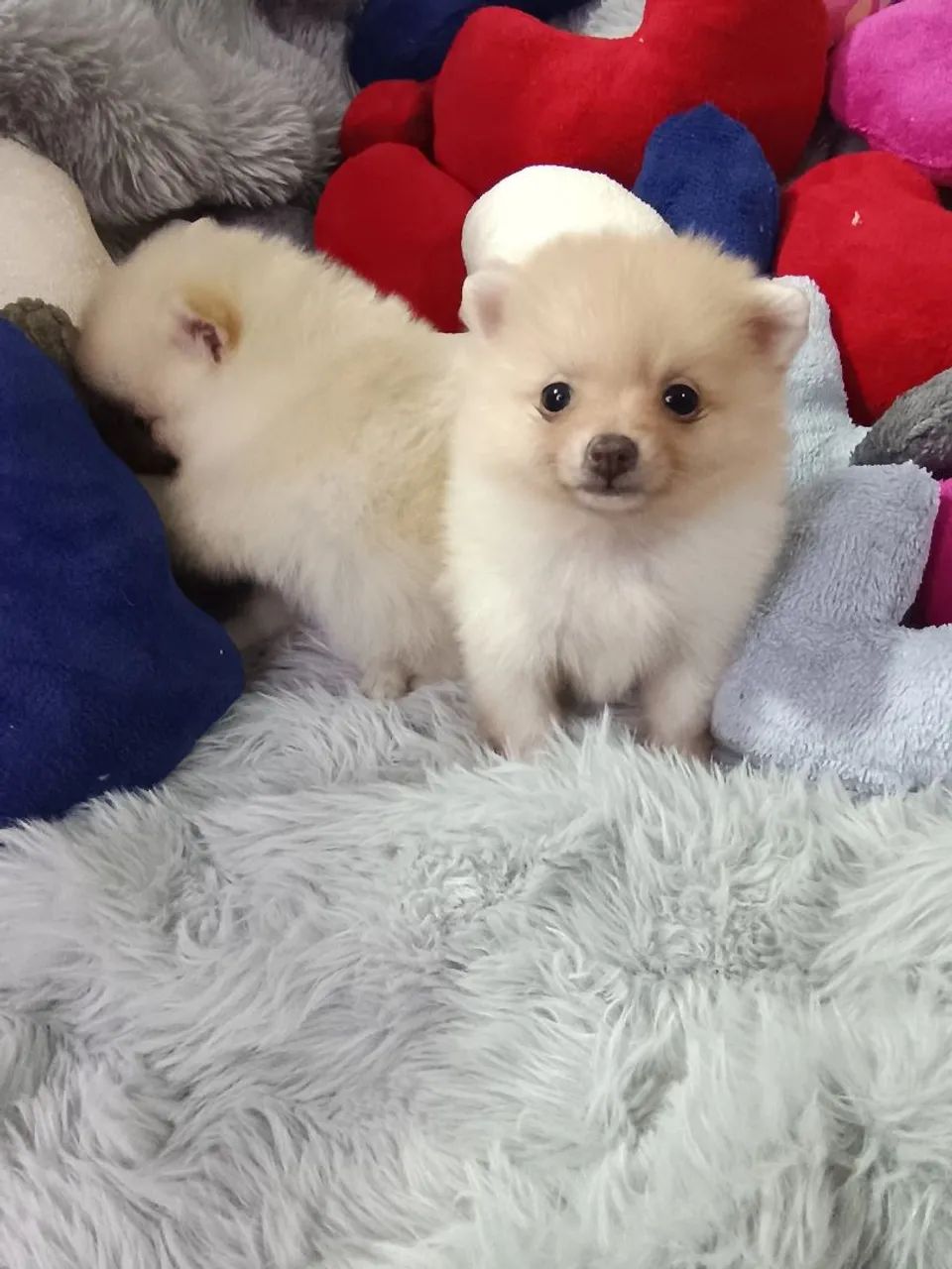 Spitz macho branco - Foto 3