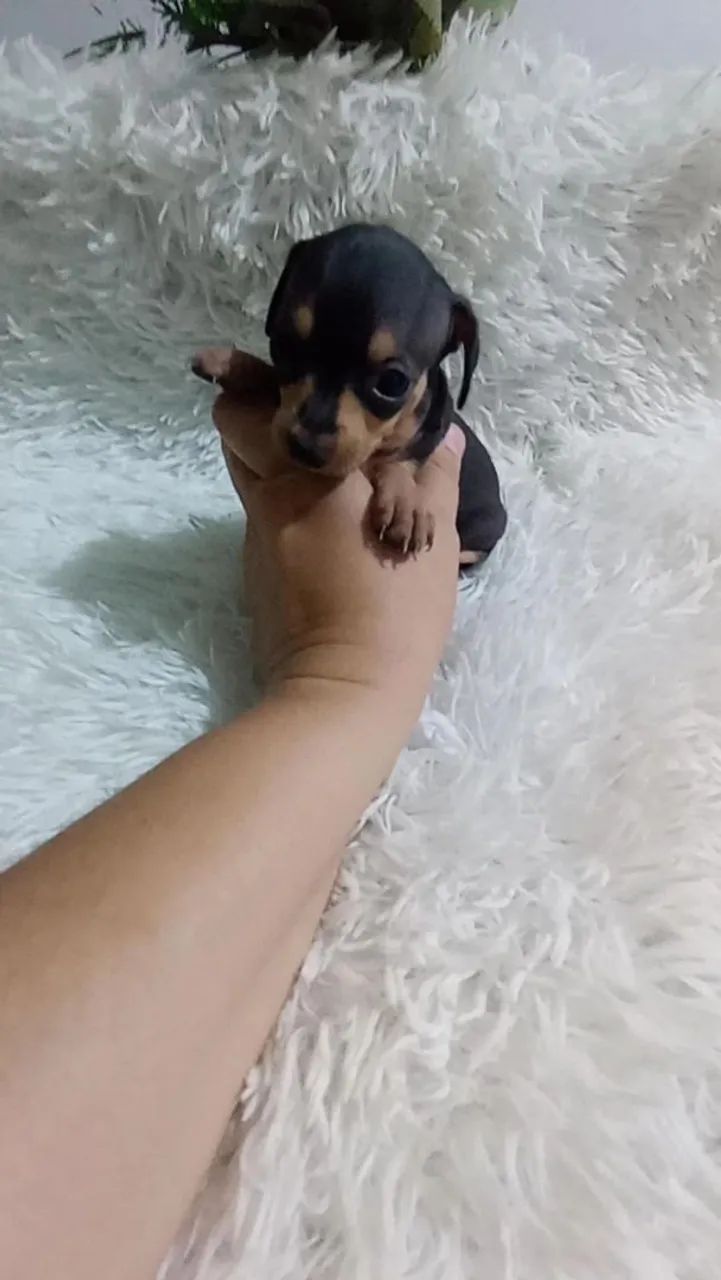 Pinscher zerinho macho - Foto 2