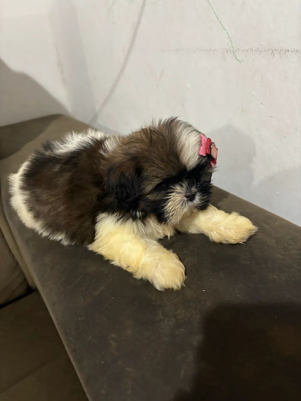 Shih tzu - Foto 4