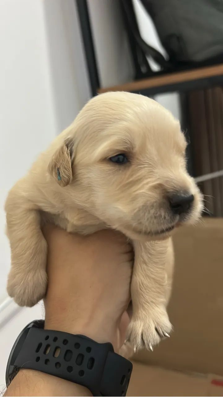 Golden  - Foto 4
