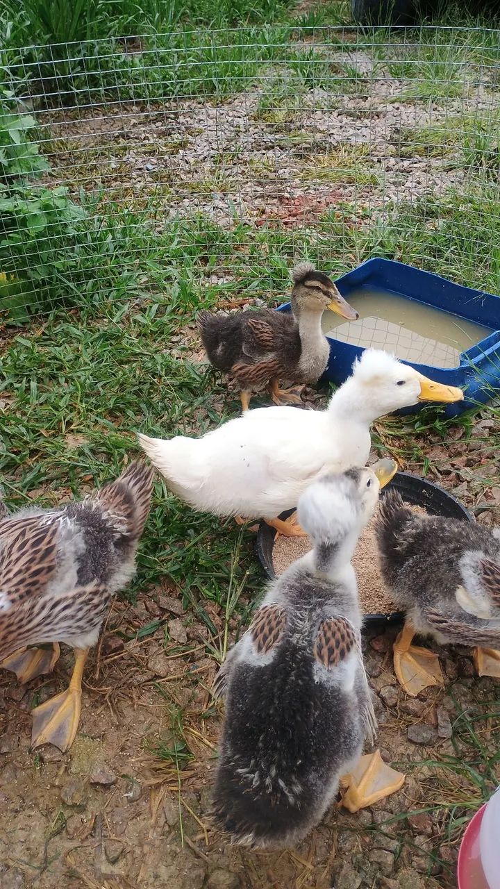Filhotes de Pato - Foto 6