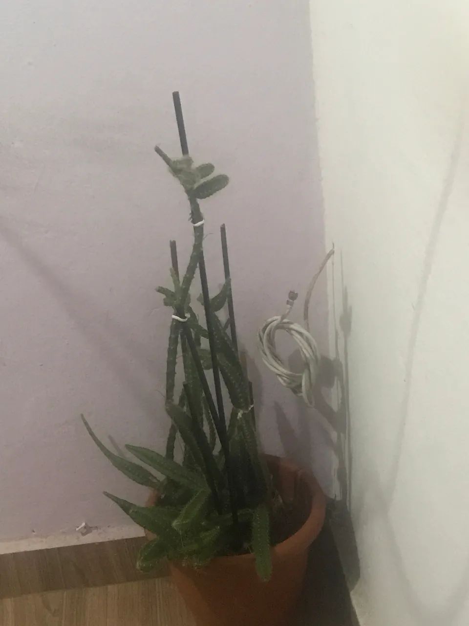 Saborosa - Foto 2