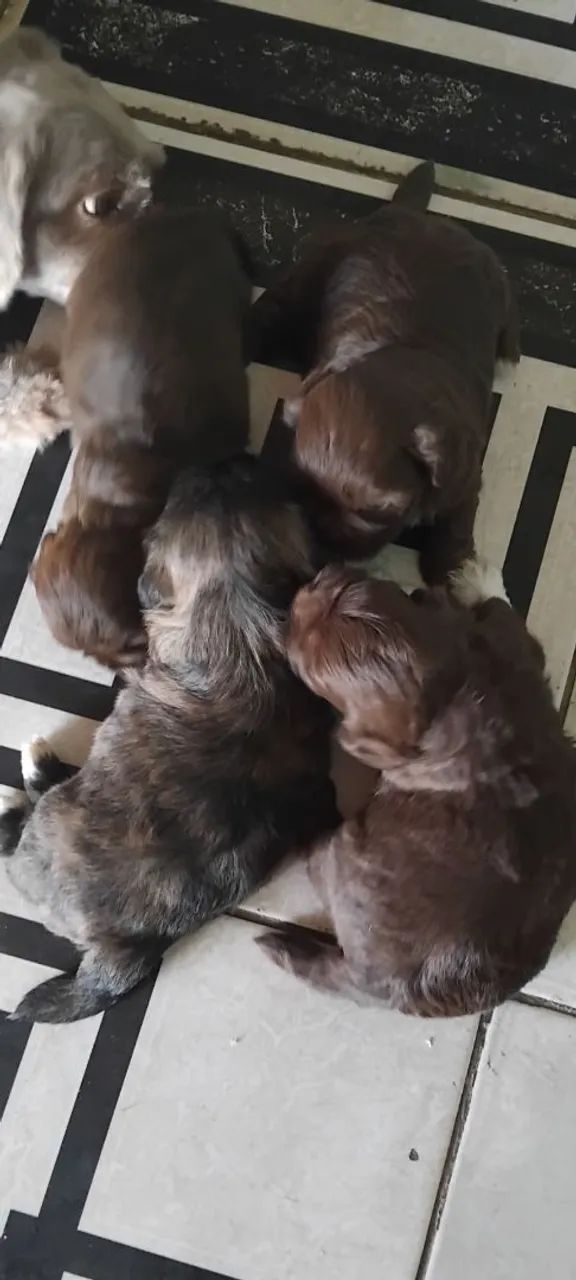 Lhasa Apso chocolate