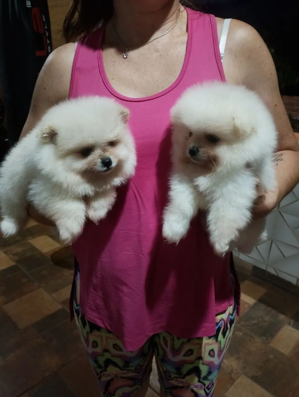 Machos de Spitz linhagem importada  - Foto 4