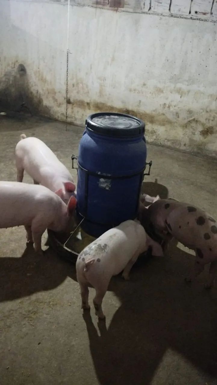 Cocho em geral  - Foto 3