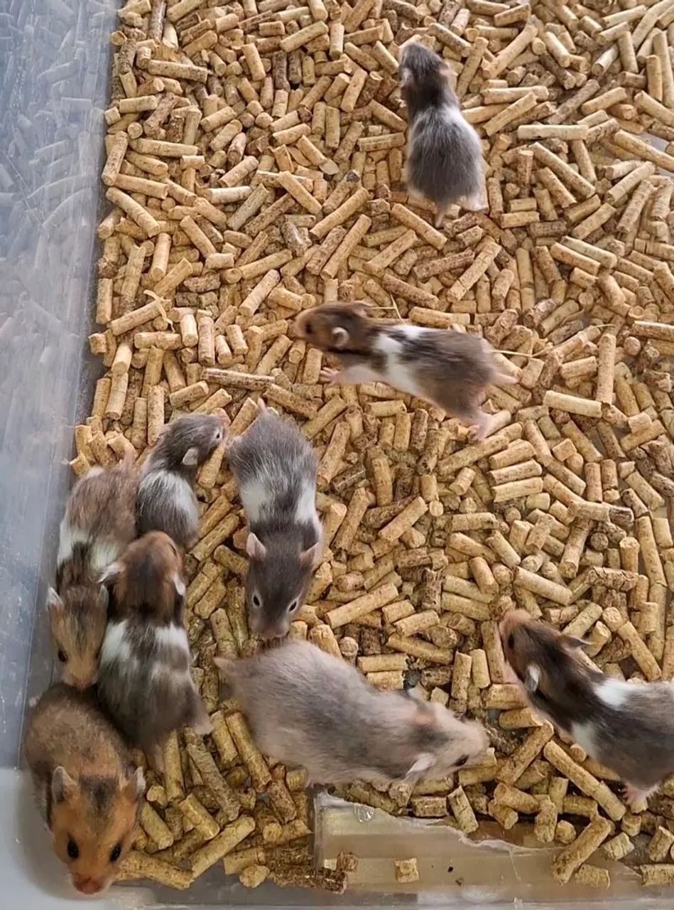 Hamsters Sírios (venda acima de 5 unidades)