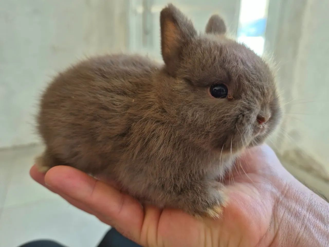Mini Coelhos Netherland