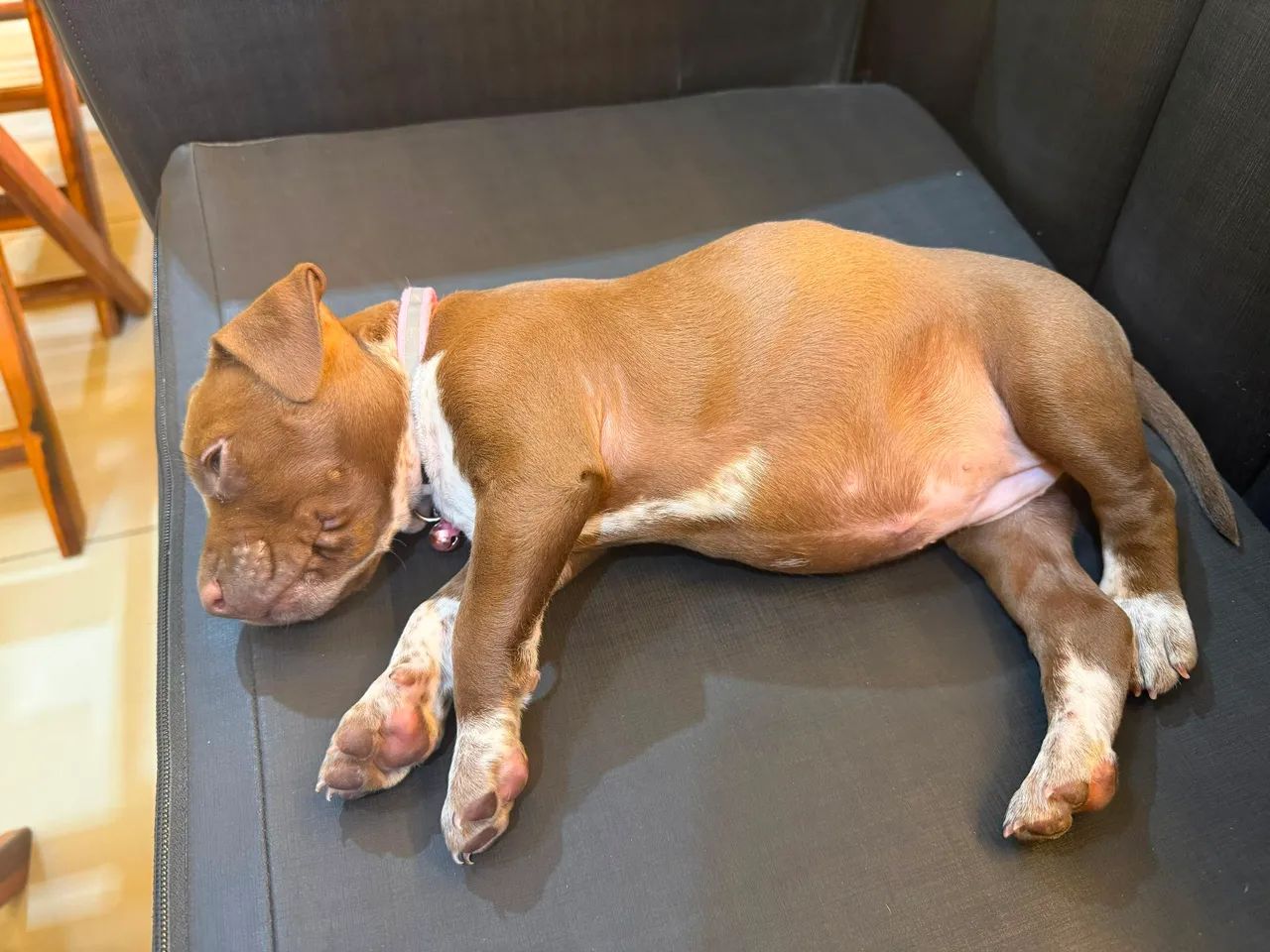 Filhote de pitbull - Foto 3