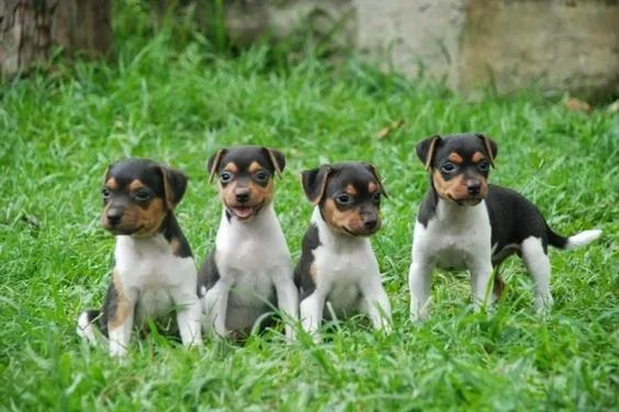 Fox Paulistinha Machos e Femeas
