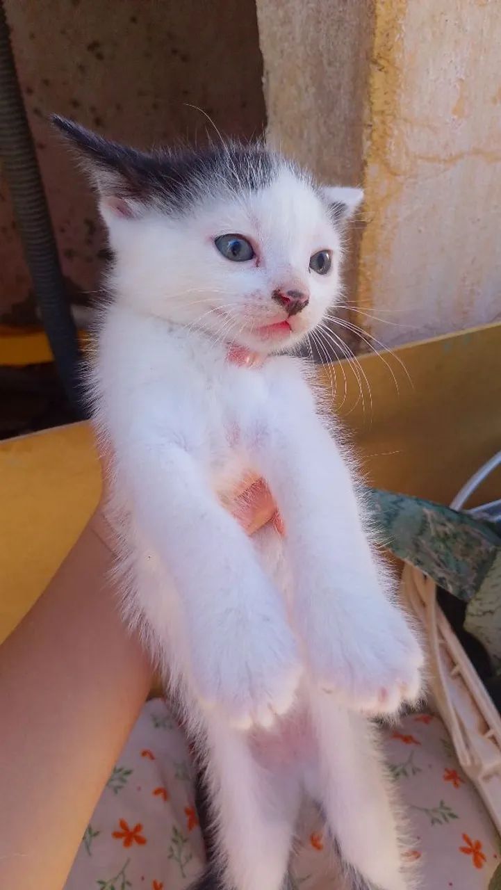 Gatinhos filhotes fofinhos  - Foto 5
