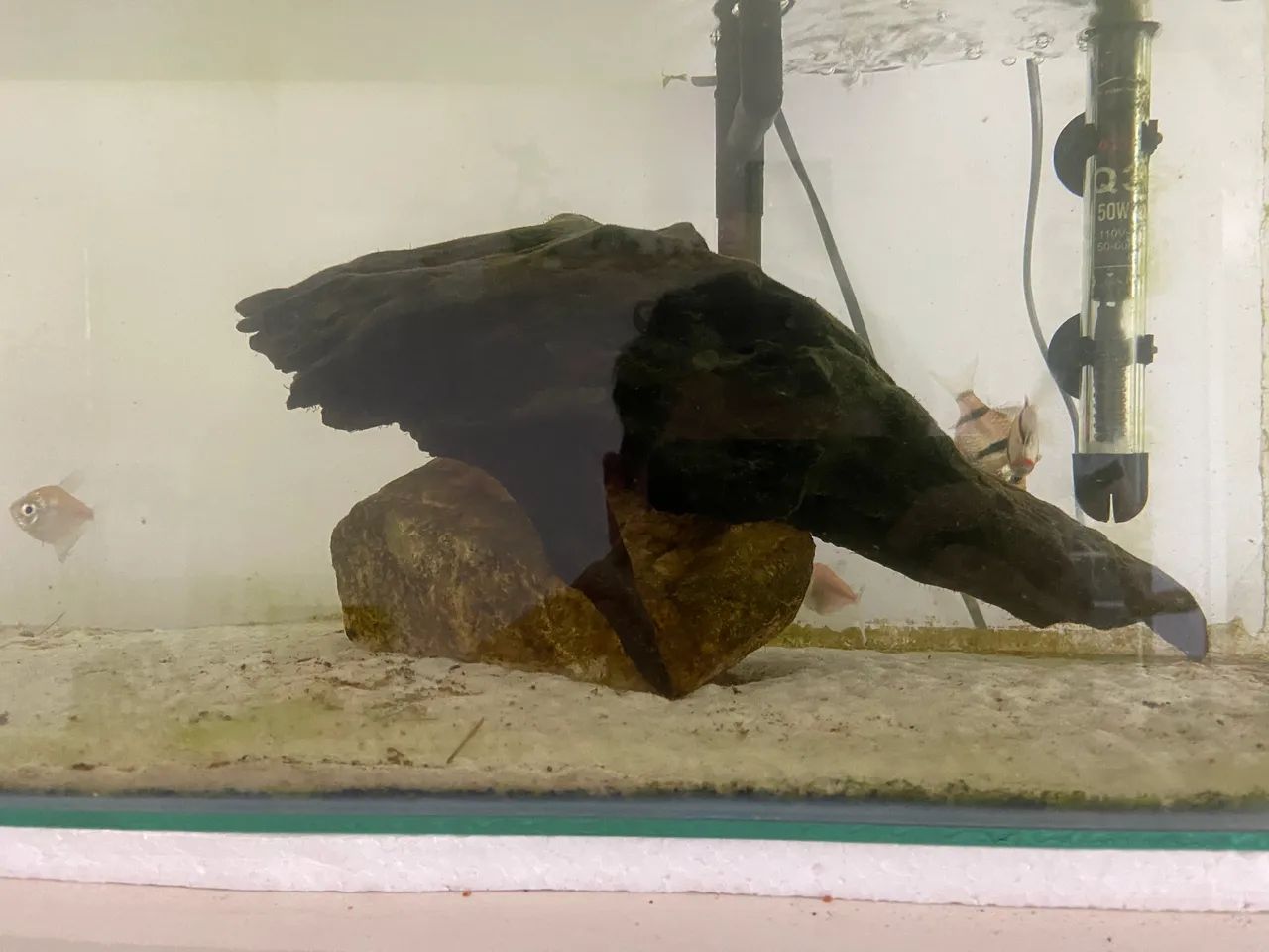 Aquario de 50l completo