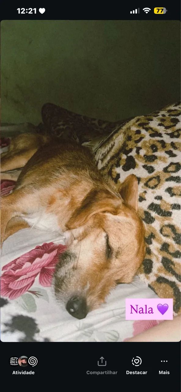 Cachorra Fêmea Vira Lata Porte Médio  - Foto 4