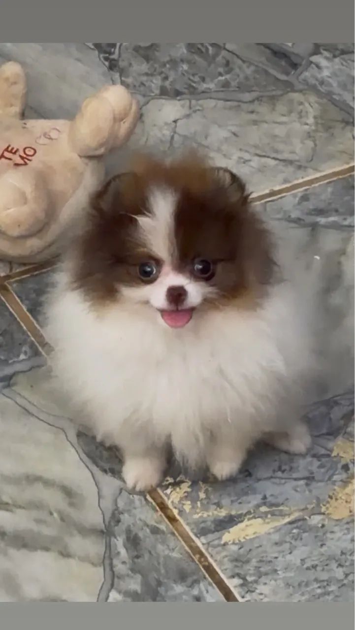 Spitz Alemão  - Foto 4