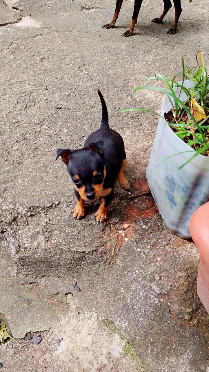 Pinscher 