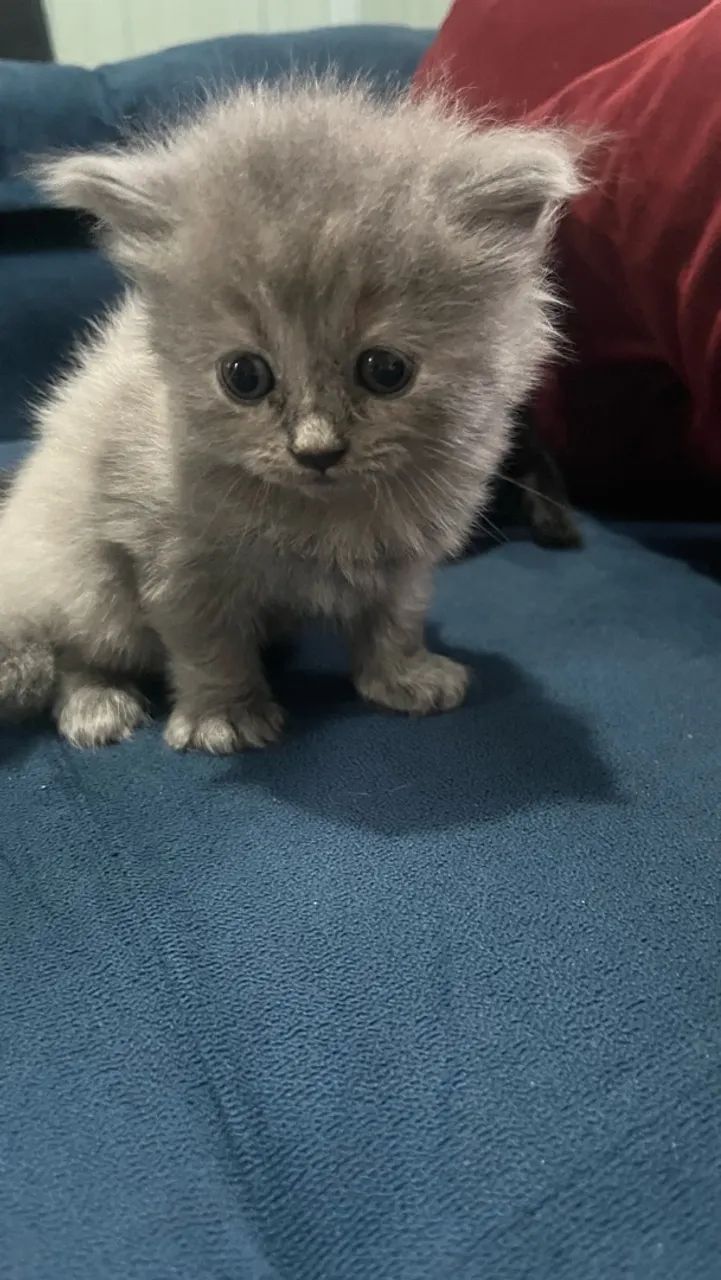 Gato - Foto 5