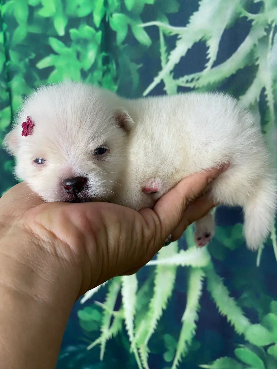 Spitz alemão com pedigree 