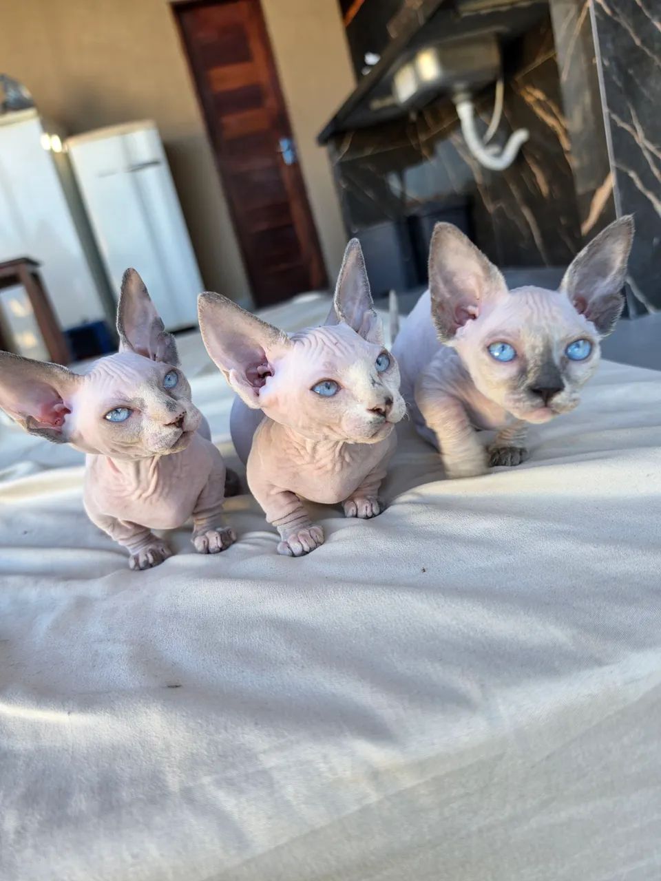 Sphynx bambina  - Foto 2