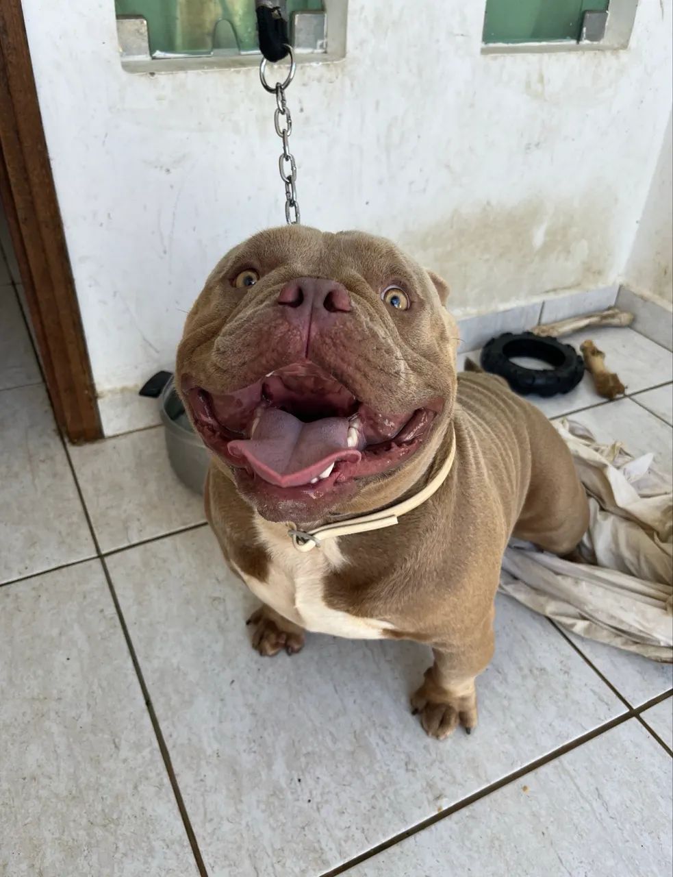 Exotic bully - Foto 2
