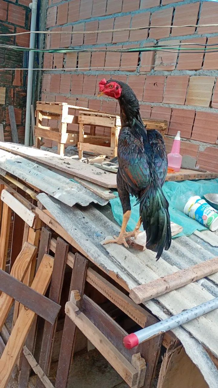 Vendo uma  franga carioca é um frango - Foto 5