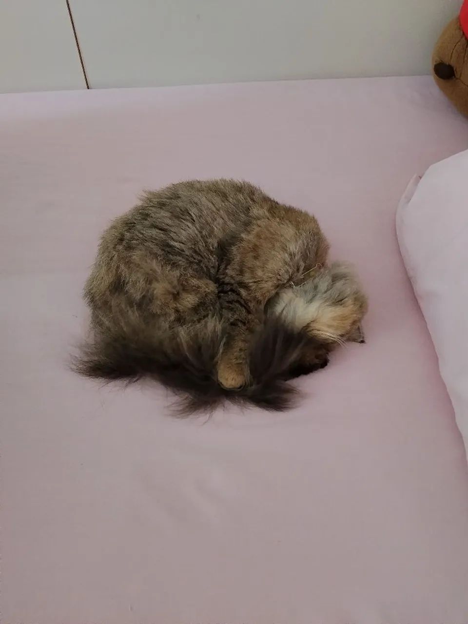 Procura gato persa para ter filhotes.  - Foto 4