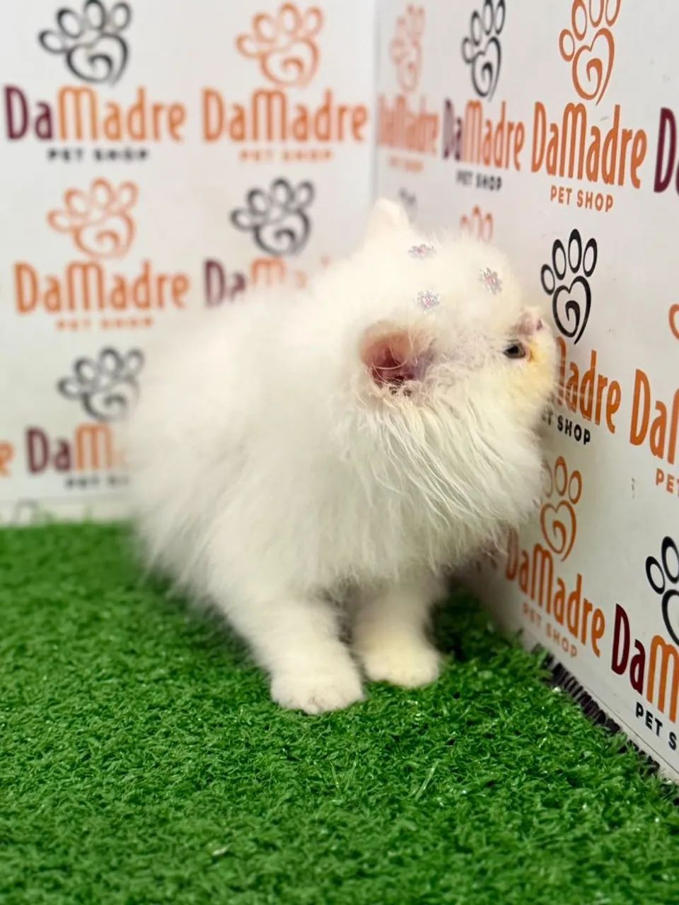 Gato Persa - Foto 2