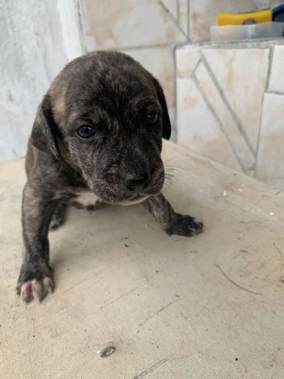 Adoção Filhotes Macho SRD - Foto 4