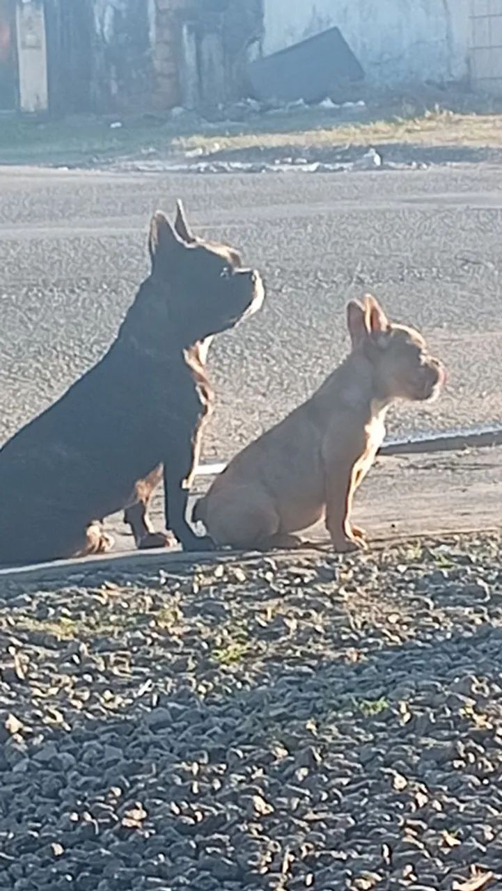 Cachorrinha Buldogue francês  - Foto 2