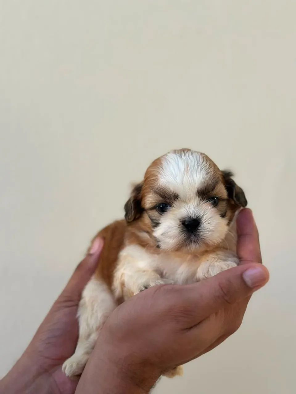 Perfeitinho shitzu macho  - Foto 4