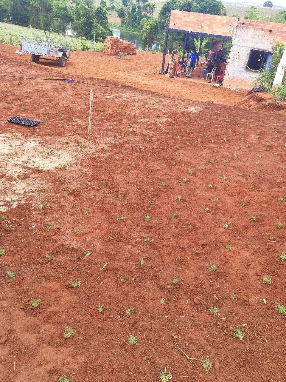$7 .Plantamos Gramas batatas bermuda  - Foto 4