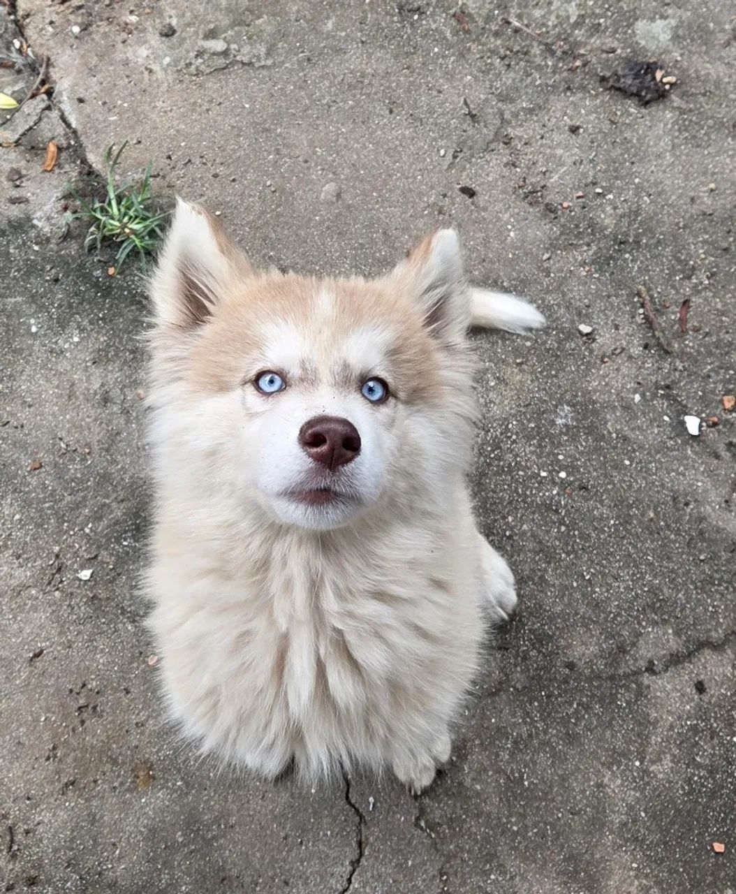 Husky Siberiano Macho - Foto 4