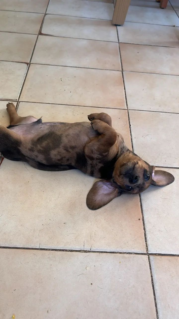 Cachorro  - Foto 2