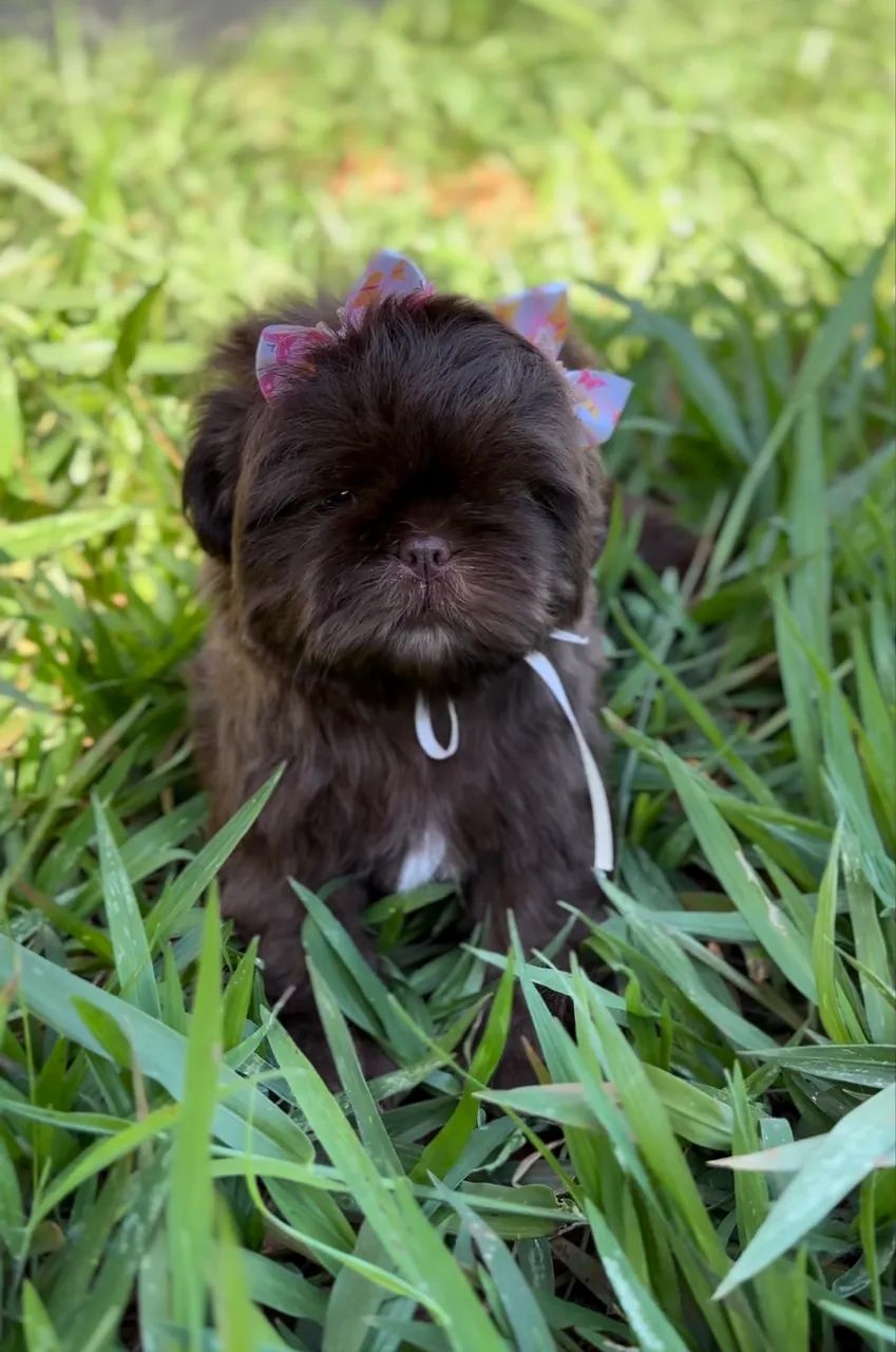 Shihtzu chocolate - Foto 2
