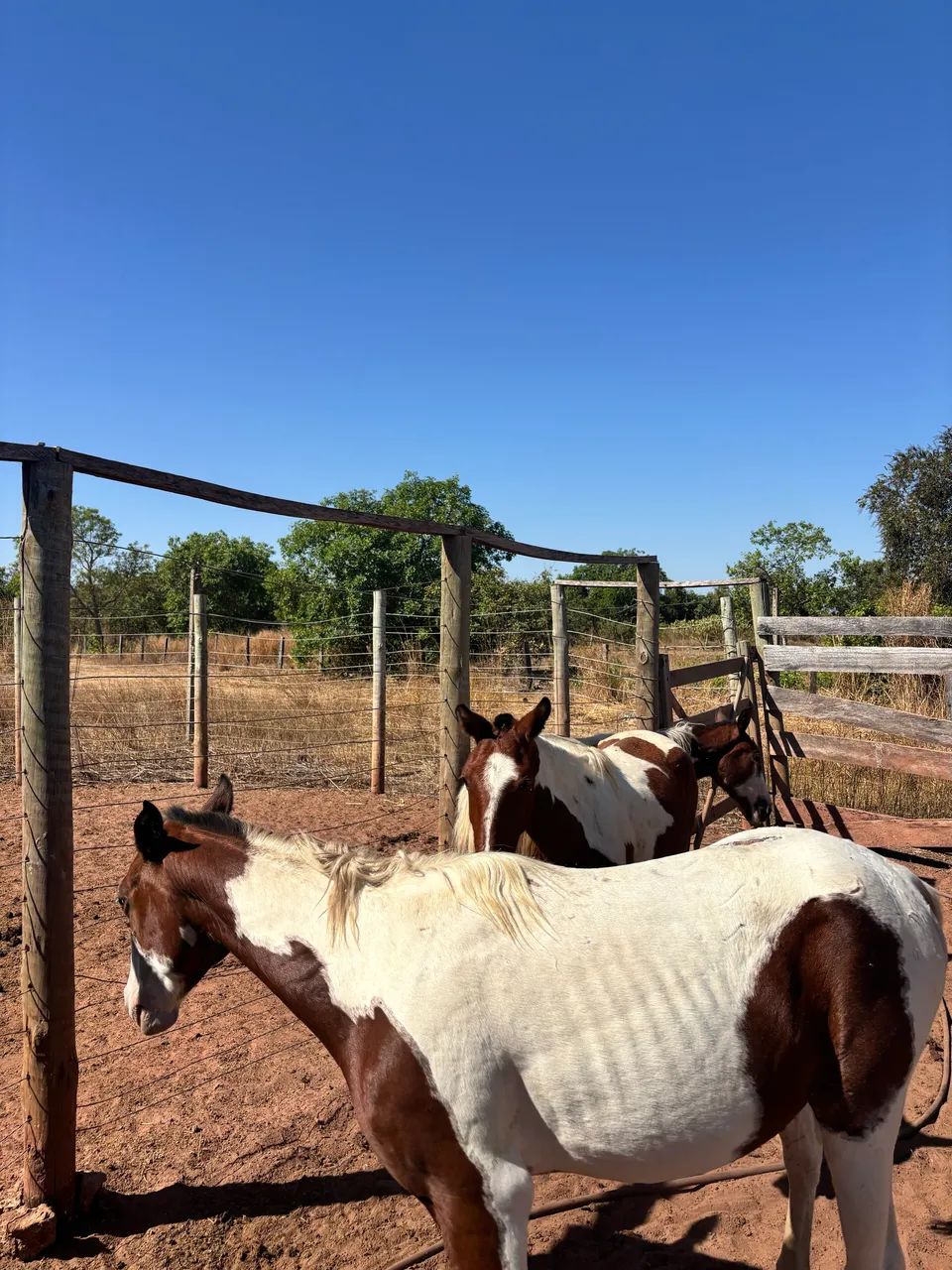 Vendo cavalos - Foto 4