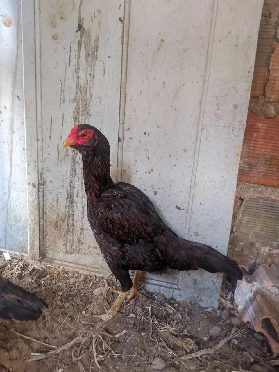 Vendo galinha mura  - Foto 2
