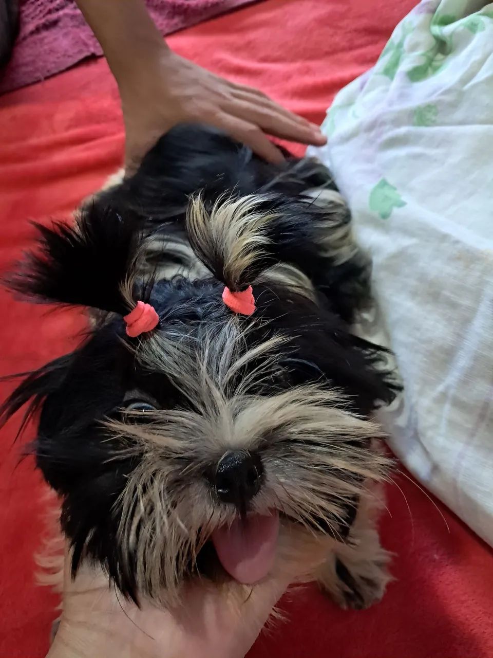 Shih tzu fêmea  - Foto 5