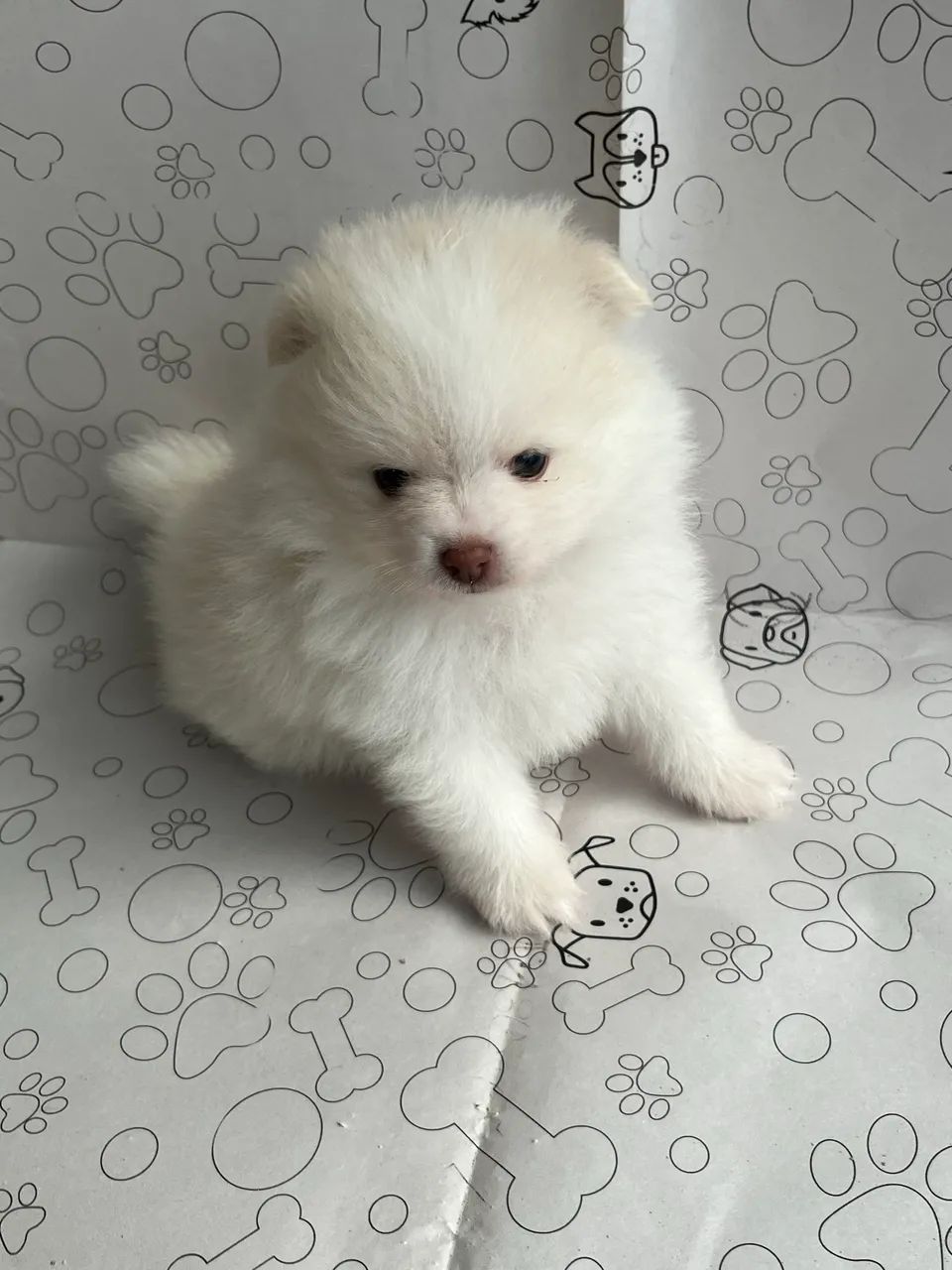 Filhotes de Spitz Alemão Anão Macho