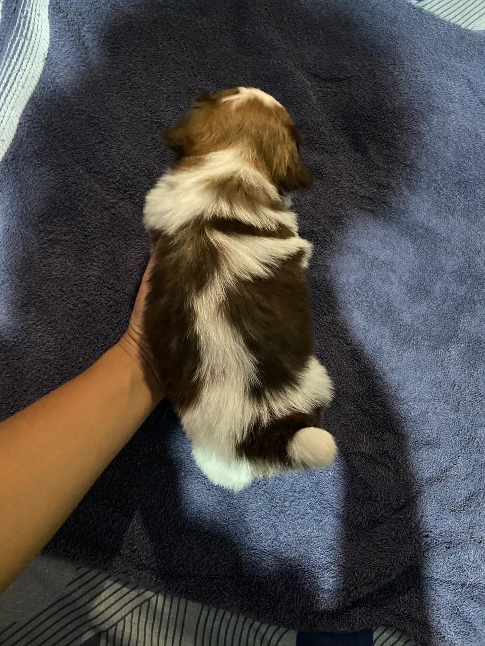 Shih tzu - Foto 4